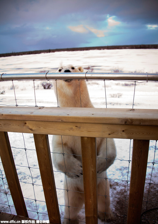 Hungry polar bear gets furious when he smells food he can’t reach