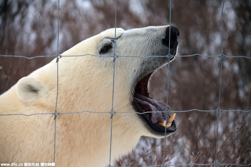 Hungry polar bear gets furious when he smells food he can’t reach