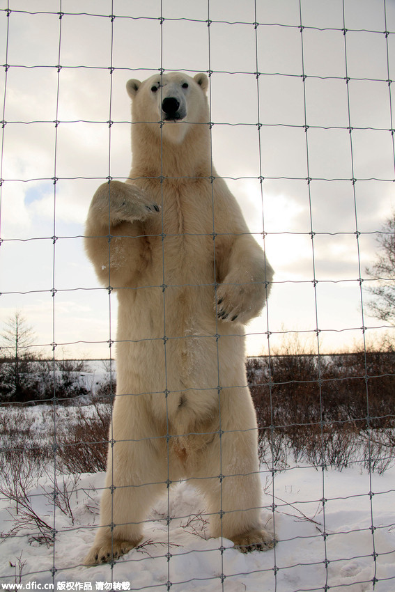 Hungry polar bear gets furious when he smells food he can’t reach