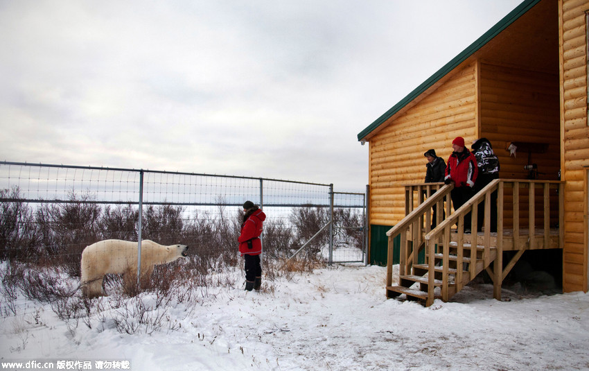 Hungry polar bear gets furious when he smells food he can’t reach