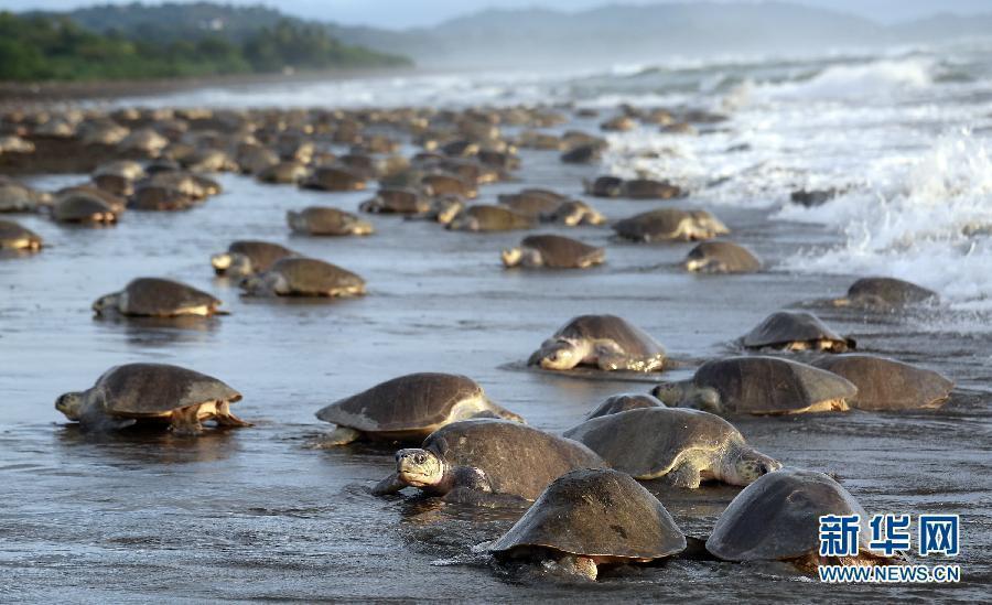 Thousands of Olive Ridley sea turtles lay eggs on Costa Rican coast