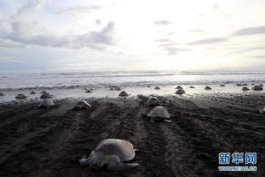 Thousands of Olive Ridley sea turtles lay eggs on Costa Rican coast