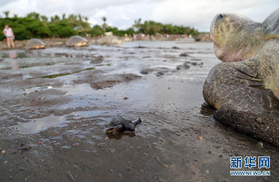 Thousands of Olive Ridley sea turtles lay eggs on Costa Rican coast