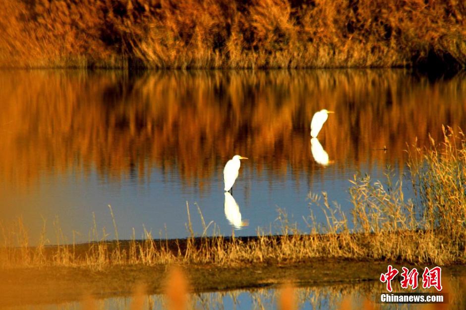 Early winter scenery of wetland in NW China