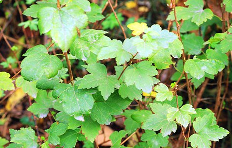 Relic plant from glacial period found in Nanjing