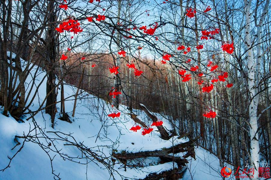 Tranquil winter scenery of the Greater Khingan Mountains