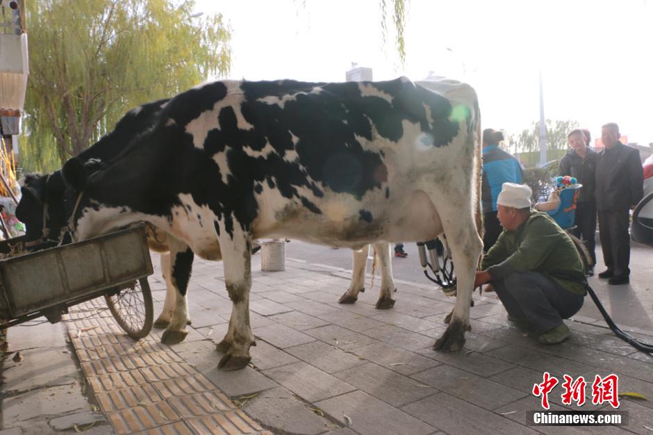 Farmers sell fresh milk directly from cows on street