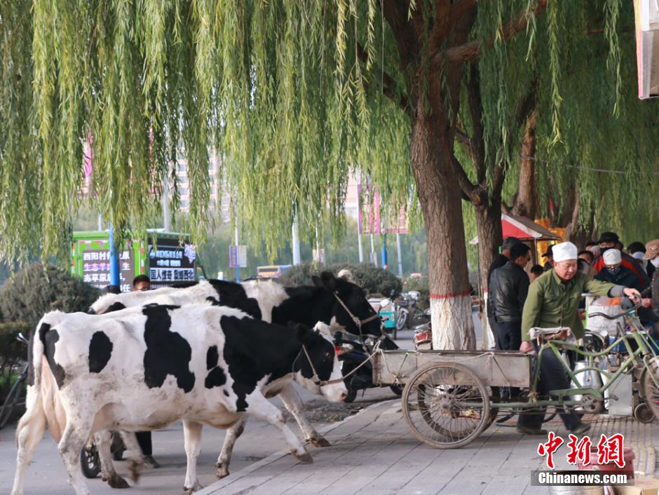 Farmers sell fresh milk directly from cows on street