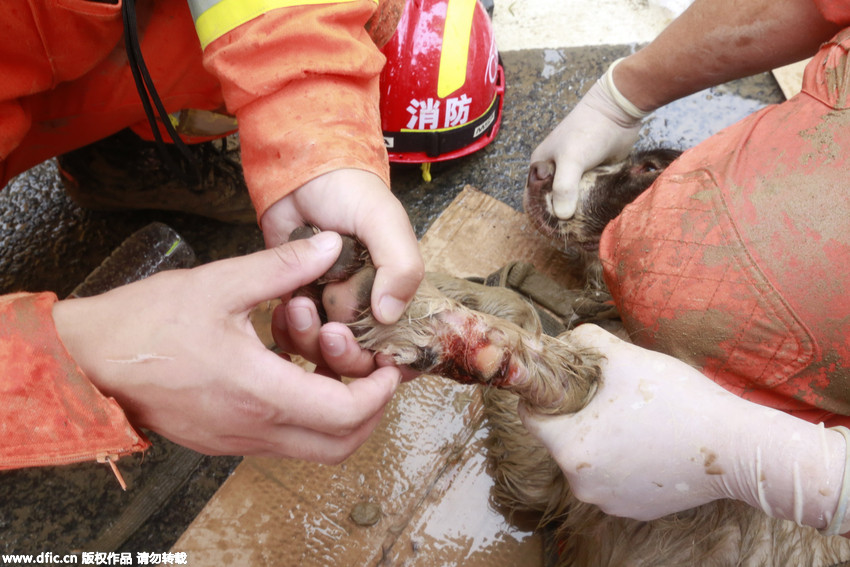 Sniffer dogs with injuries stick to the mission during landslide rescue