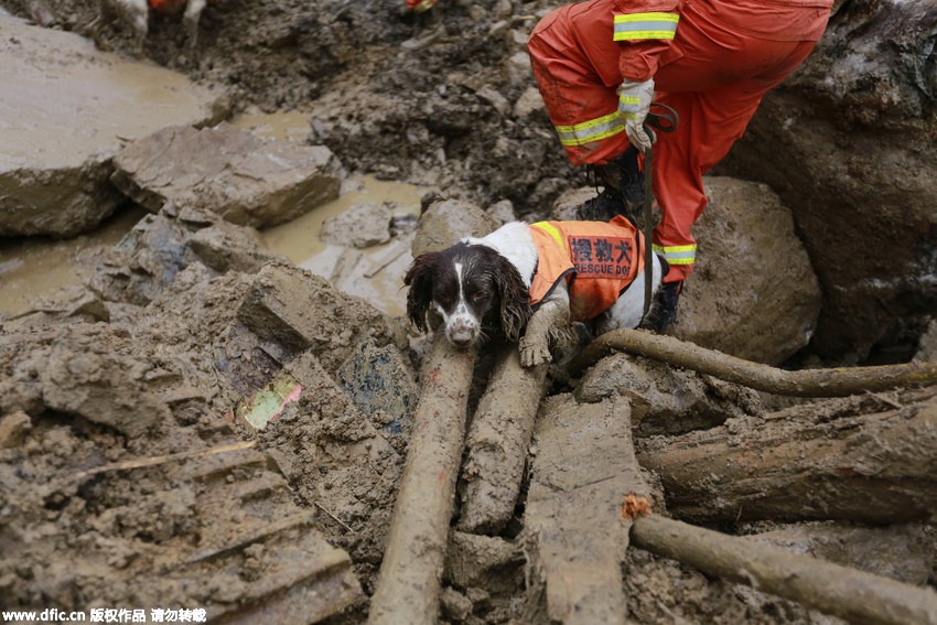 Sniffer dogs with injuries stick to the mission during landslide rescue