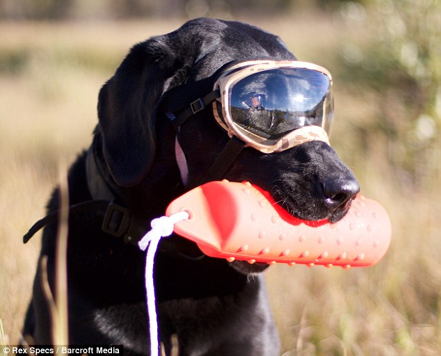 Sunglasses for dogs to protect your pet's eyes from UV rays, dust