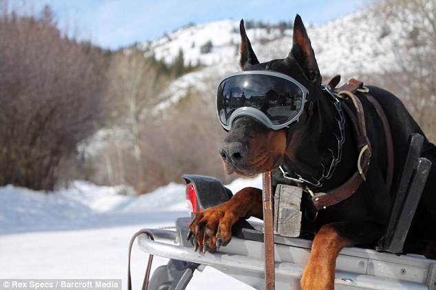 Sunglasses for dogs to protect your pet's eyes from UV rays, dust