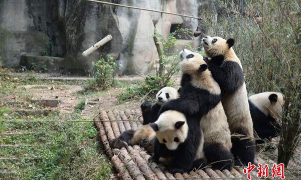 China Exclusive: China to release 5th giant panda into wild