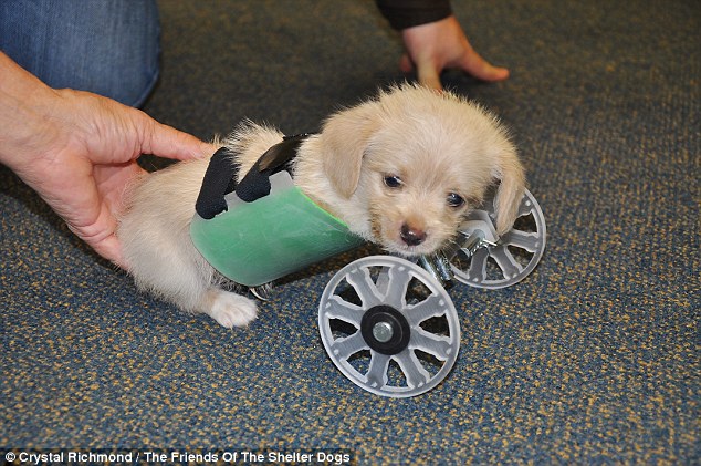 Two-legged rescue puppy born with no front legs on the move thanks to a 3-D printed wheelchair