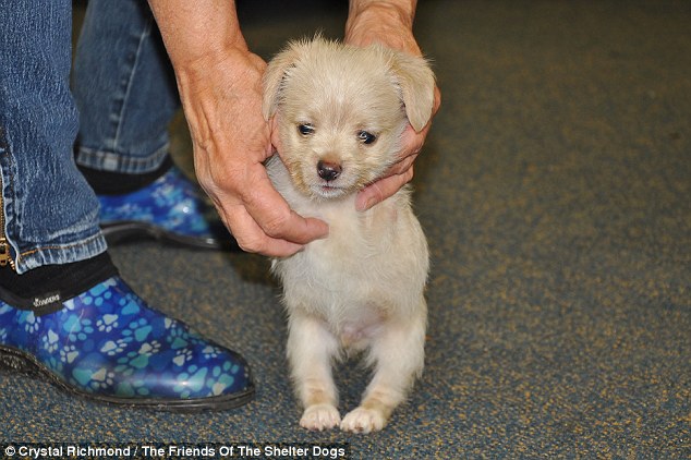 Two-legged rescue puppy born with no front legs on the move thanks to a 3-D printed wheelchair