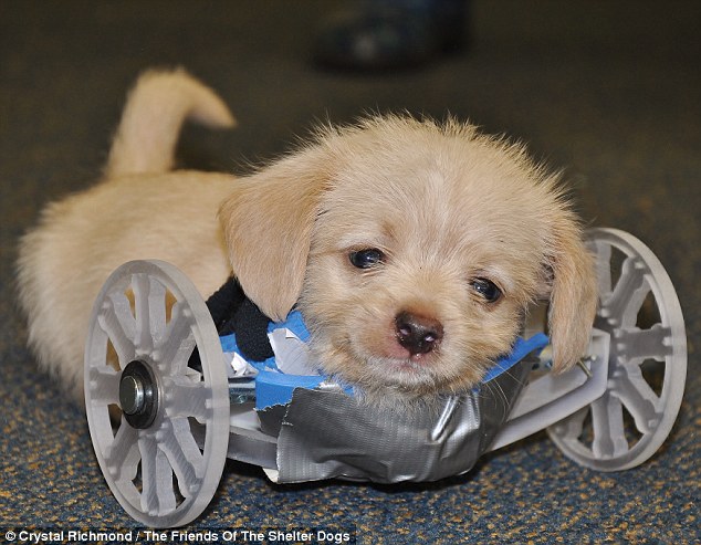 Two-legged rescue puppy born with no front legs on the move thanks to a 3-D printed wheelchair