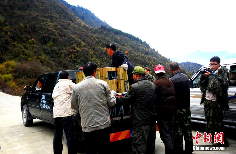 Panda Huajiao ready to go back to nature