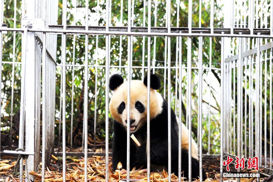 Panda Huajiao ready to go back to nature