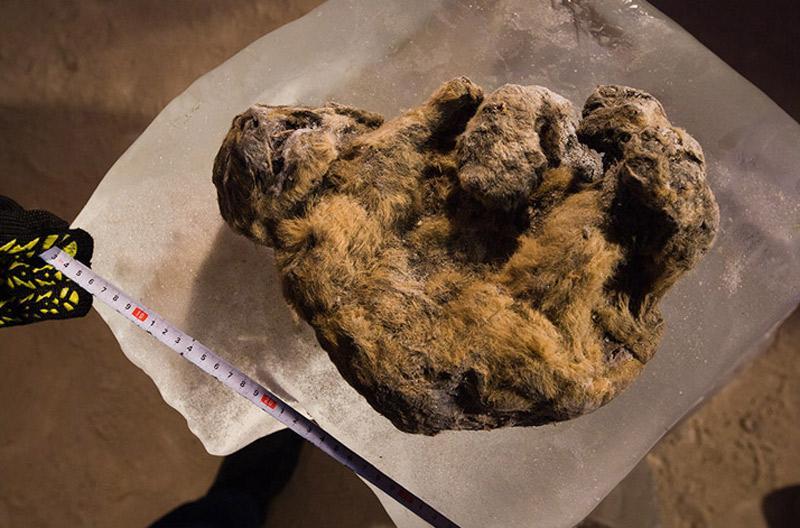 Incredibly preserved cave lions found in Siberia after 12,000 years