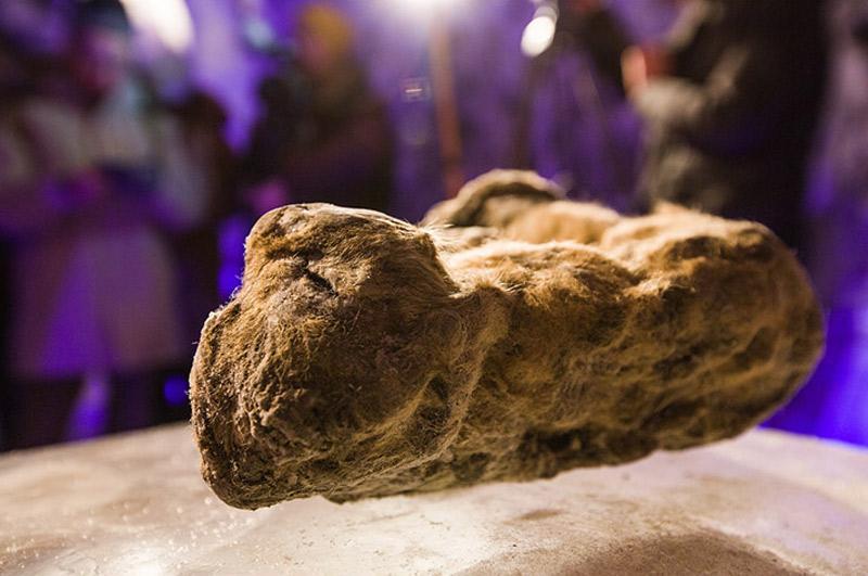 Incredibly preserved cave lions found in Siberia after 12,000 years