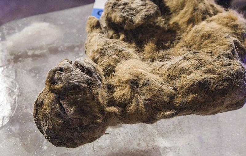 Incredibly preserved cave lions found in Siberia after 12,000 years