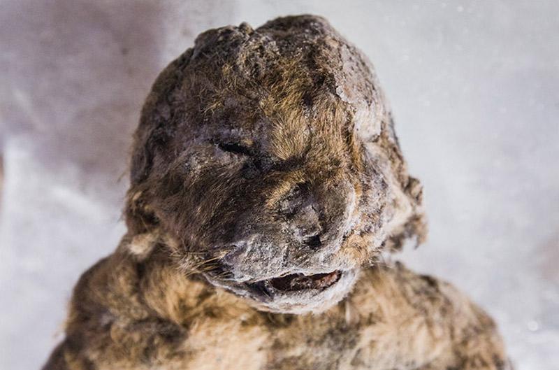 Incredibly preserved cave lions found in Siberia after 12,000 years