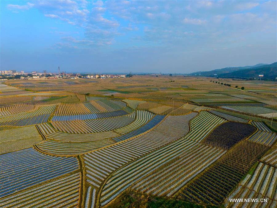 In pics: farmland scenery of Tianzhou Township, S China's Guangxi