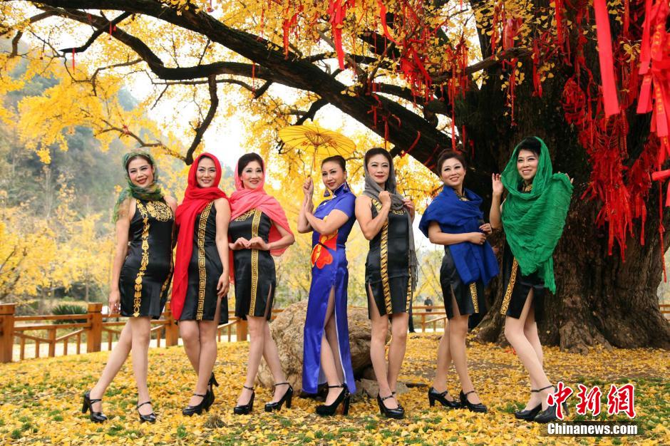 Senior models give cheongsam show under thousand-year-old gingko tree