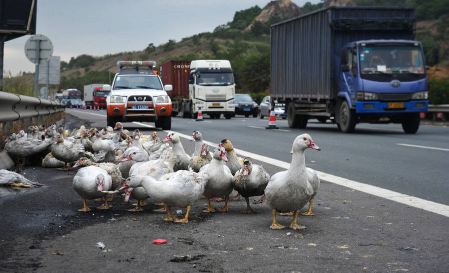 2,000 live ducks turned into roast ducks after truck catches fire