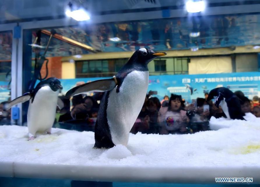 Penguin science exhibition held in S China