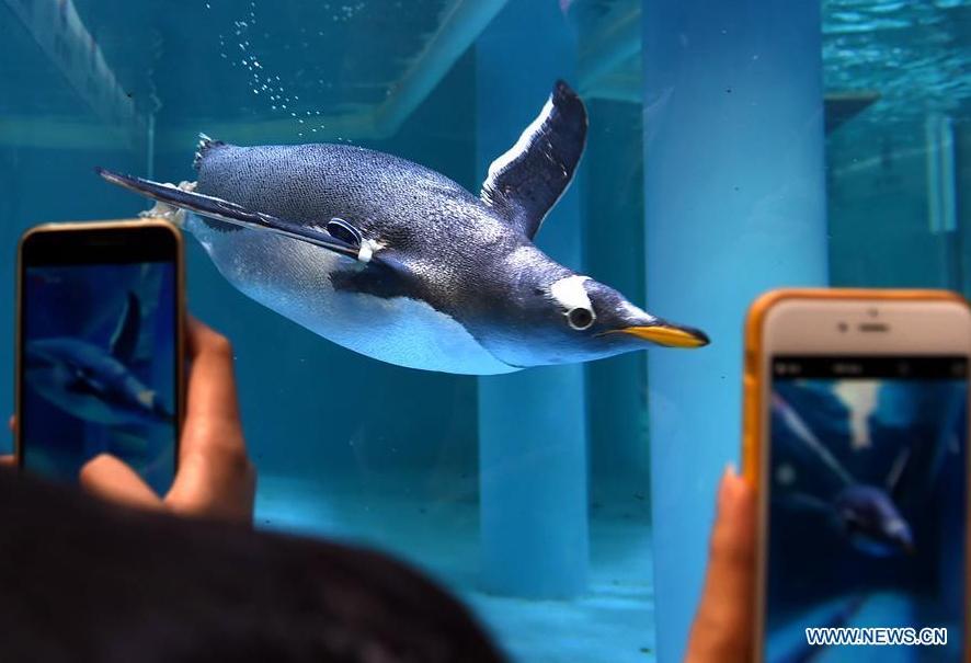 Penguin science exhibition held in S China