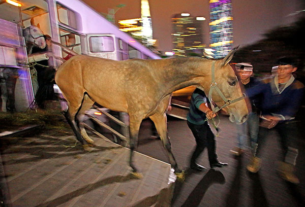 Equine arrival