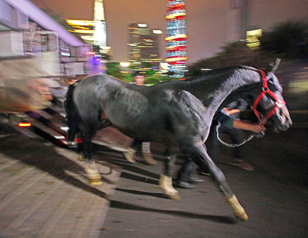 Equine arrival