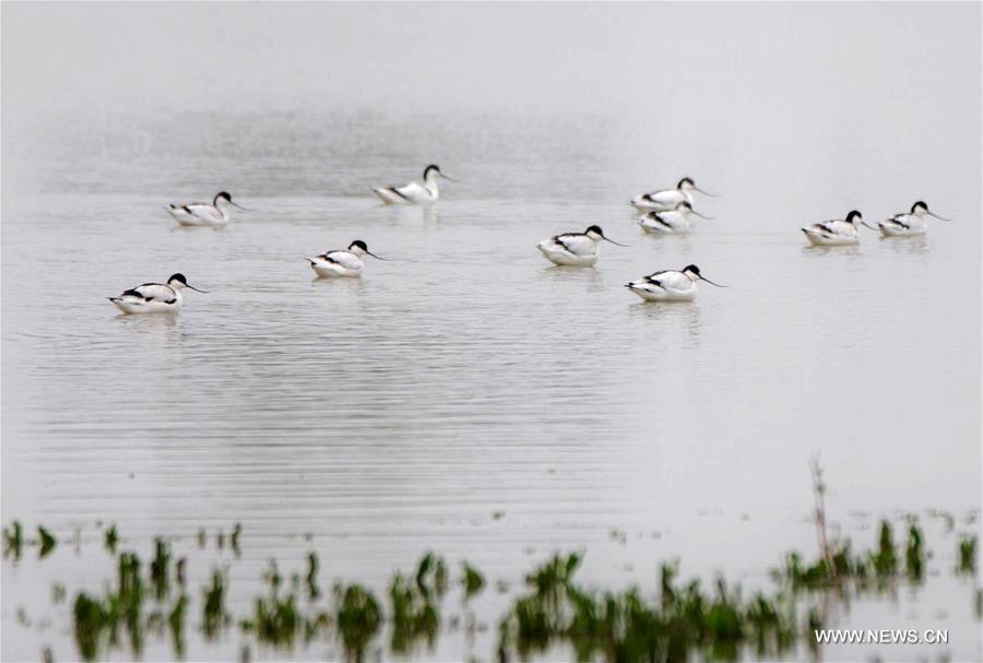 Great many birds migrate to wetlands, E China