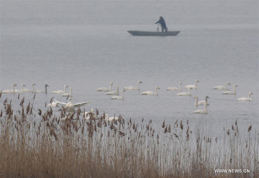 Great many birds migrate to wetlands, E China