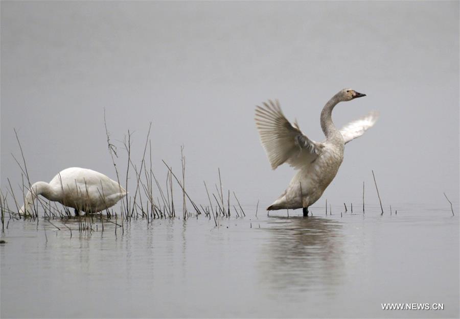 Great many birds migrate to wetlands, E China