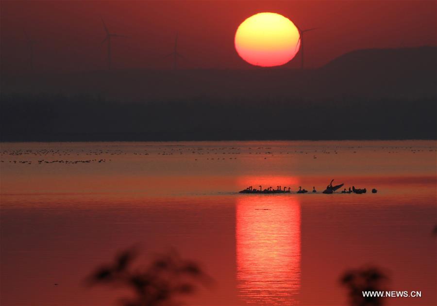 Great many birds migrate to wetlands, E China