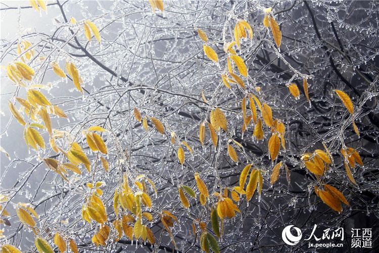 Rime scenery turns Lu Mountain into a fairyland in Jiangxi
