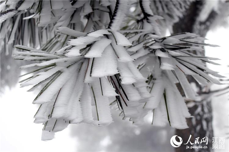 Rime scenery turns Lu Mountain into a fairyland in Jiangxi
