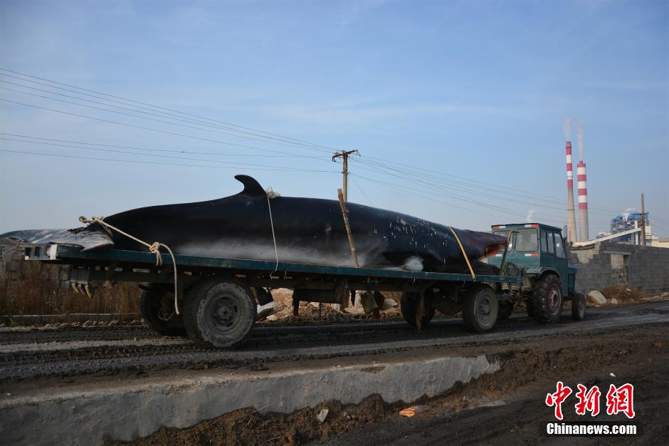 Fisherman finds dead whale and brings it back by tractor 