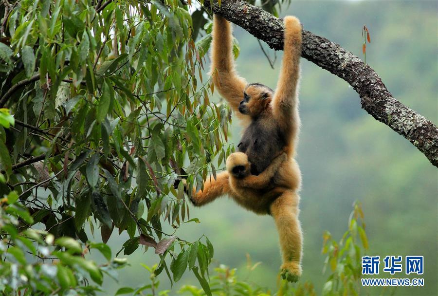 Black-crested gibbon population increases to more than 500 in Yunnan