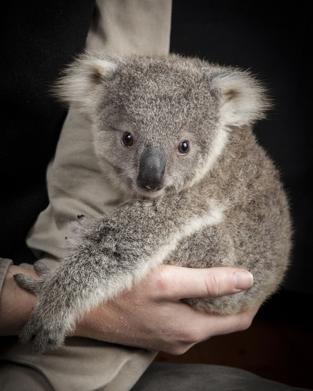 Baby koala in Australia becomes an Internet hit