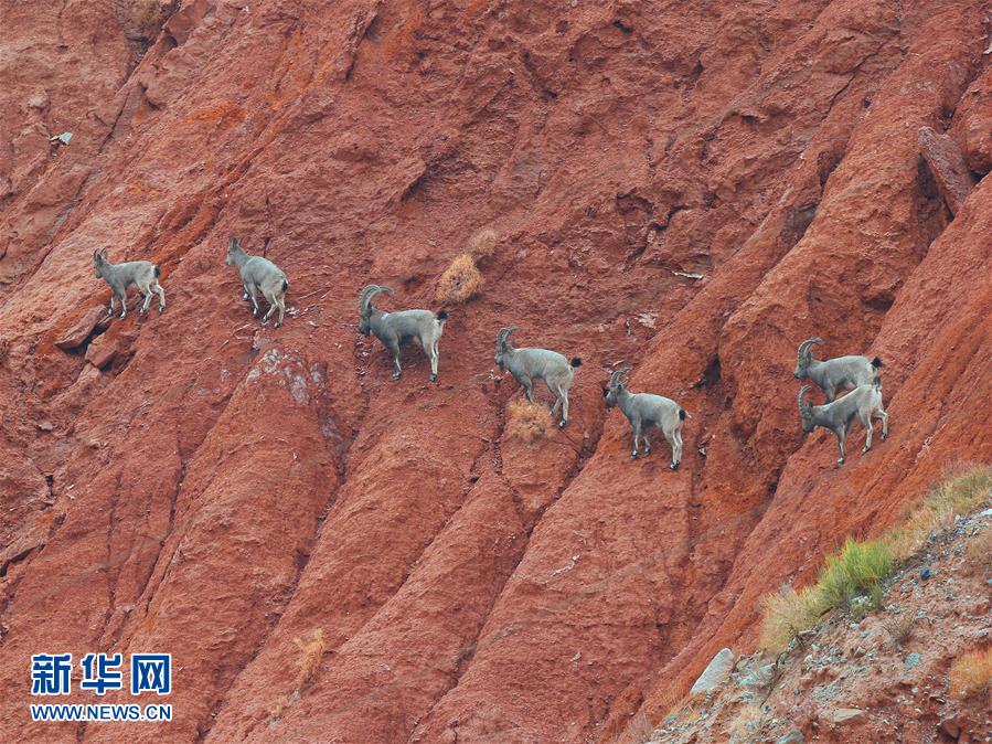 Number of wild goats increases in region south of Tianshan Mountains