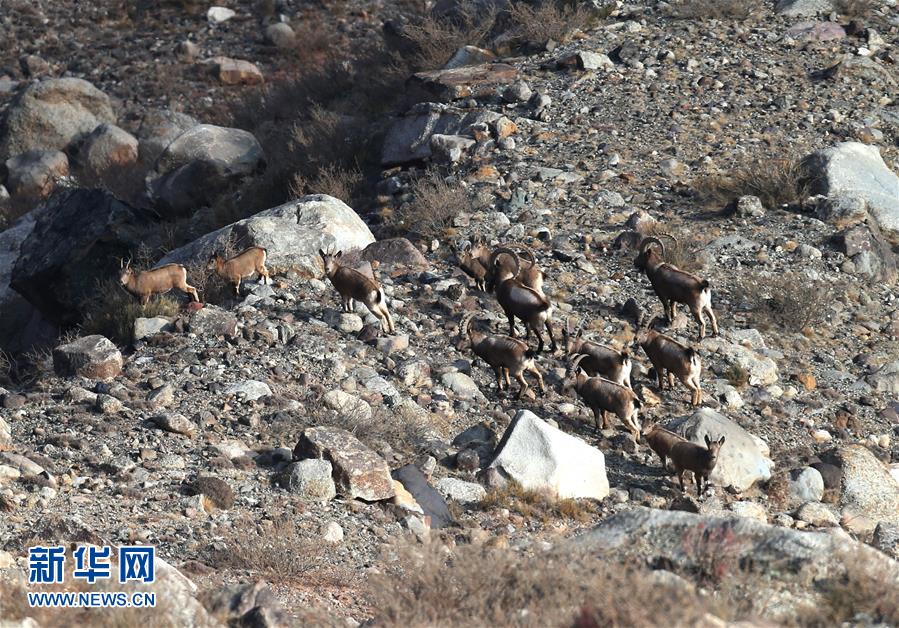 Number of wild goats increases in region south of Tianshan Mountains