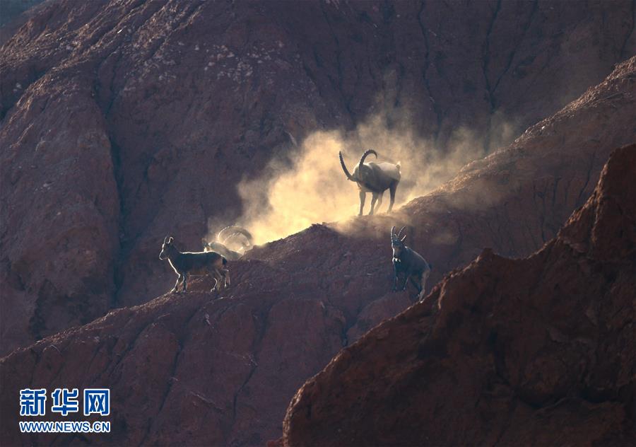 Number of wild goats increases in region south of Tianshan Mountains