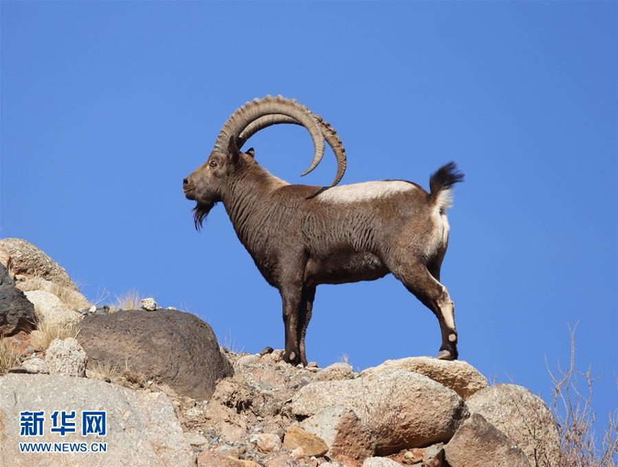 Number of wild goats increases in region south of Tianshan Mountains