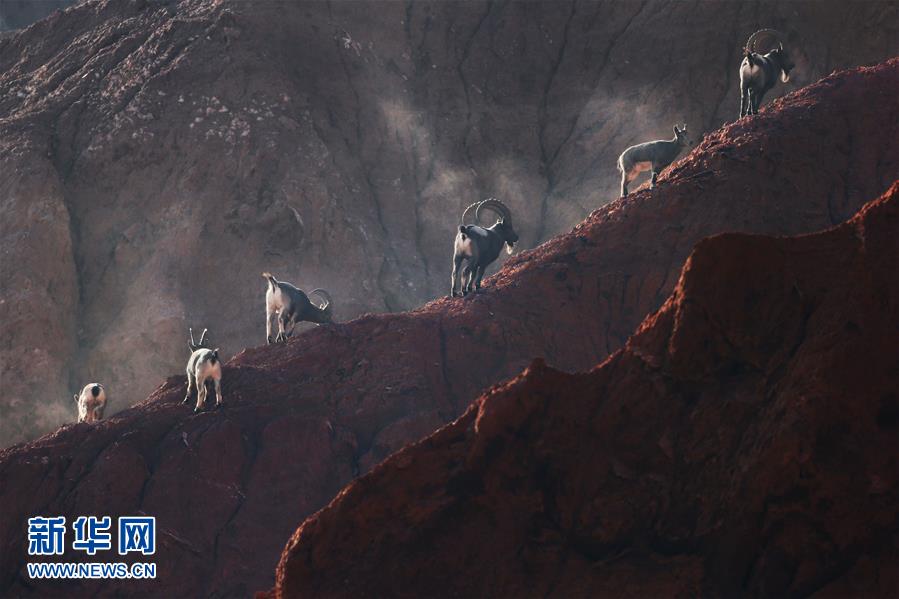 Number of wild goats increases in region south of Tianshan Mountains