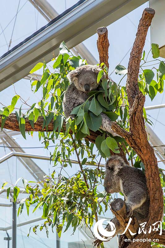 An Encounter With Aussie Wildlife In The Wild Life Sydney Zoo