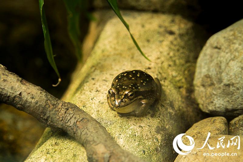 An Encounter With Aussie Wildlife In The Wild Life Sydney Zoo