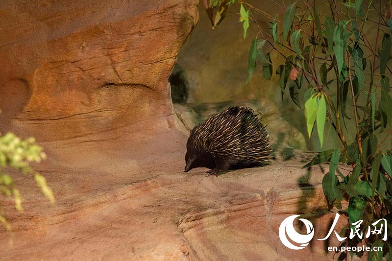 An Encounter With Aussie Wildlife In The Wild Life Sydney Zoo